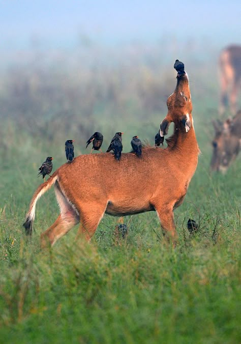 Love this photo so very much.  Ill scratch your back... antelope and myna birds enjoy a symbiotic relationship Yoga Puns, Yoga Meme, Yoga Humor, Karma Yoga, Funny Yoga, 강아지 그림, Animals Friendship, Workout Memes, Gym Memes