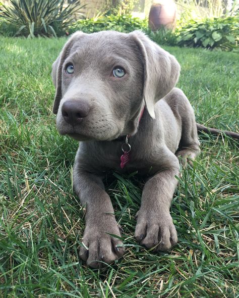 Silver lab at 11 weeks old Silver Retriever, Grey Labrador Puppy, Silver Labs Puppies, Silver Labs Dogs, Gray Labrador, Silver Lab Puppy, Silver Labrador Puppies, Grey Labrador, Old Labrador