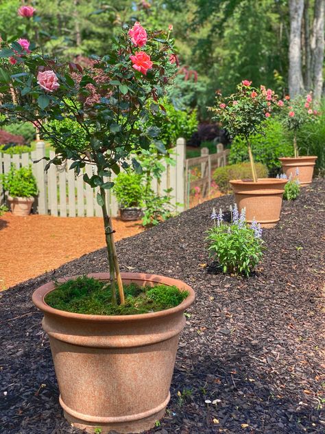 I am absolutely in love with these faux terracotta planter pots. They’re huge but lightweight and look like the real deal. Just under $33 for each! Gardening, planter pot, container gardening, lowes, Home Depot, Follow my shop @littlelattihouse on the @shop.LTK app to shop this post and get my exclusive app-only content! #liketkit #LTKunder50 #LTKhome #LTKSeasonal @shop.ltk https://liketk.it/3FmGQ Faux Terra Cotta Pots, Patio Planters, Allen Roth, Terracotta Planter, Outdoor Pots, Big Lots, Terracotta Pots, Clay Pots, Container Gardening