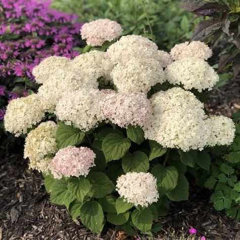 HYDRANGEA_INVINCIBELLE_WEE_WHITE_SMOOTH_HYDRANGEA_GC_HYDWW_01 Wee White Hydrangea, Full Sun Hydrangea, White Flowering Shrubs, Full Sun Garden, Pruning Hydrangeas, Smooth Hydrangea, Flower Garden Plans, Hydrangea Arborescens, Hydrangea Care