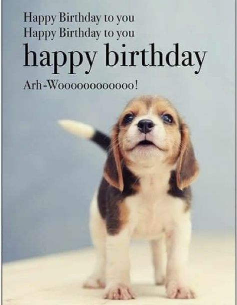 Happy Birthday Wishes With Dogs, Happy Birthday Beagle, Happy Birthday Dog Gif, Dog Birthday Wishes, Happy Birthday Puppy, Animal Birthday Card, Birthday Msgs, Happy Birthday Animals, Birthday Animals