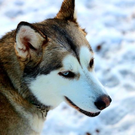 12 Things Siberian Huskies Do That Drive Us Nuts | The Dogman Image Dog, Dog White, Dog Patch, Pet Blog, Siberian Huskies, Dog Images, Guest Posting, Guest Post, Magical Places