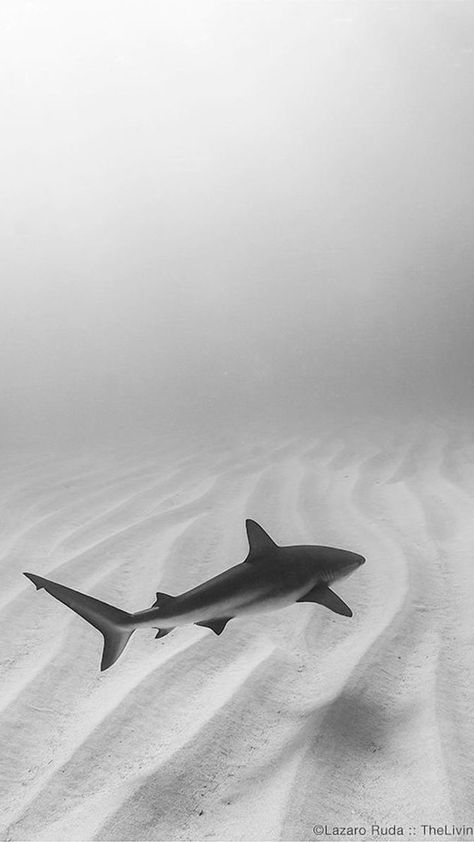 Caribbean Reef Shark, Art Underwater, Shark Photos, Shark Pictures, Reef Shark, Shark Swimming, Beautiful Sea Creatures, Incredible Creatures, Ocean Vibes