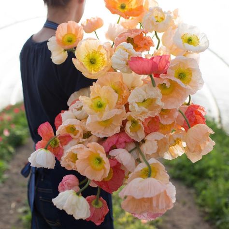 12 amazing florists to follow on instagram - 100 Layer Cake Iceland Poppies, Icelandic Poppies, Poppy Painting, Cut Flower Garden, Organic Gardening Tips, Hardy Perennials, Spring Blooms, Unique Flowers, Flower Farm