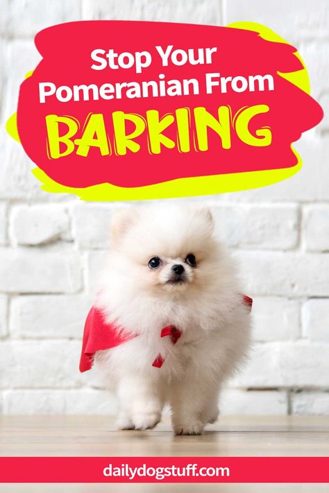 Pomeranian Haircuts, Pomeranian Training, Pomeranian Facts, Puppy Teacup, Puppy Tips, Pomeranian Puppy Teacup, Bear Friends, Dog Remedies, Bored Dog