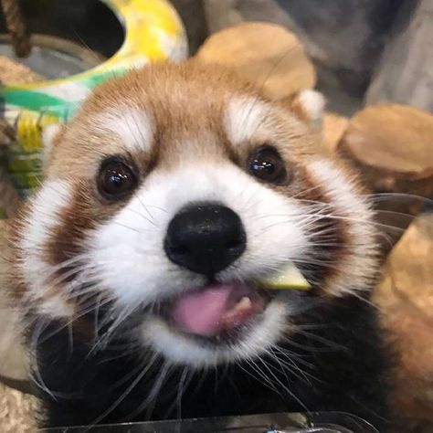 Panda Icon, Red Panda Cute, Me Irl, Painting Cat, Ios 16, Pretty Animals, Cute Animals Images, Silly Animals, Cute Wild Animals