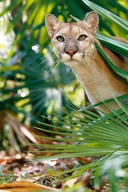 Female puma Florida Panther, Mountain Lions, Awesome Animals, Mountain Lion, Large Cats, Big Cat, Wild Things, Animal Planet, Nature Animals