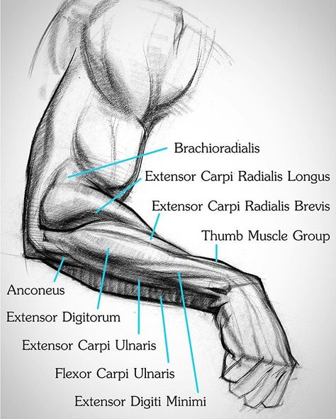 This ended up being one of my favorite body parts to draw so far in the anatomy course. I used to hate forearms! Proko.com/181  #disegno #dibujo #draw #arm #drawing #sketching #anatomy #charcoal #proko #art #shading Arm Anatomy, Arm Drawing, Body Part Drawing, Male Figure Drawing, Anatomy Tutorial, Human Anatomy Drawing, Human Figure Drawing, Human Anatomy Art, Human Drawing