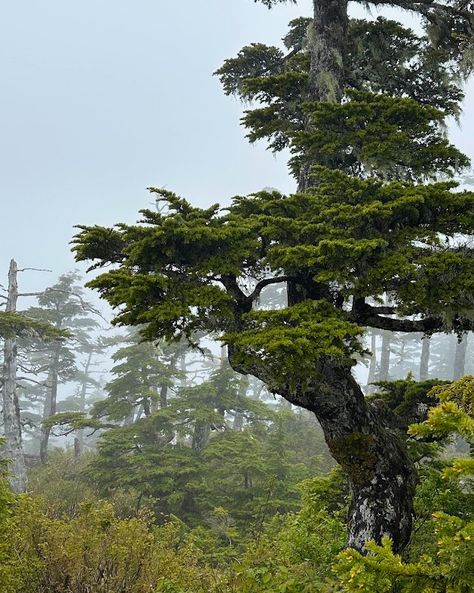 In Sitka's alpine areas, you'll find stunted and uniquely shaped trees like the Sitka spruce, shore pine, mountain hemlock, and yellow cedar. These trees adapt to harsh conditions by growing in compact, twisted forms with dense foliage.   #alaskacruise #itinerary #lookout #photospot #cruisedestination #cruise #photo #sitkaspring #springspringspring #springflowers #springsnow #sunnyspring #rainyspring #springtravel #hikealaska #hiking #travelsitka #sitkathrough4seasons #wildbynature Cruise Photo, Alpine Tree, Yellow Cedar, Spring Snow, Pine Mountain, Sitka Spruce, Cruise Destinations, Spring Trip, Alaska Cruise