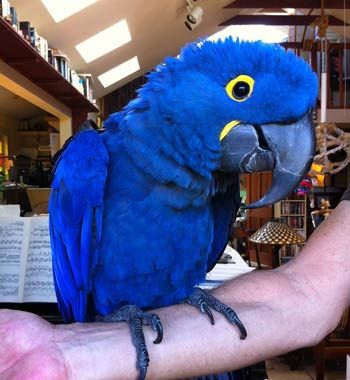 Parrot Craft, Hyacinth Macaw, Bird Breeds, Blue Hyacinth, Birds For Sale, California Baby, Blue Macaw, Jungle Gardens, Macaw Parrot