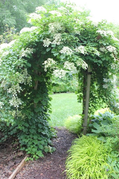 Japanese Climbing Hydrangea, Ivy Pergola, Climbing Hydrangea Vine, Creeping Plants, Hydrangea Vine, Hydrangea Petiolaris, Garden Pathways, Courtyard Ideas, Moon Gate