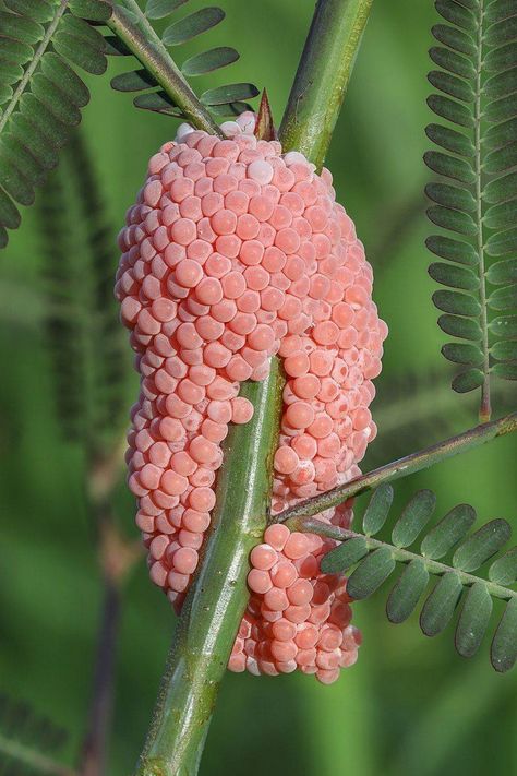 Weird Eggs, Snail Eggs, Animal Eggs, Animal Knowledge, Pink Eggs, Spider Eggs, Insect Eggs, Apple Snail, Weird Insects