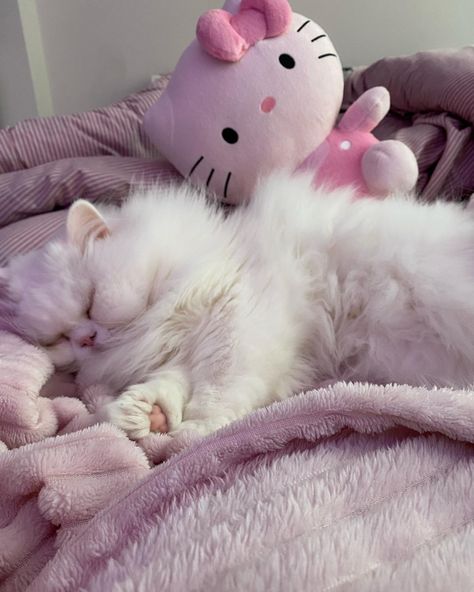 Cat / kitty / persian cat / hello kitty / hellikitty / plushie / pink room / cozy Draw Cute Cat, Cute Cats Pictures, Persian Kittens, Cat Breed, Cat Cute, Persian Cat, Doll Face, Persian, Hello Kitty