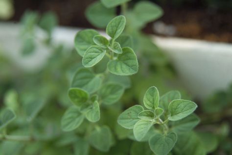 Oregano Plant, Cooking With Fresh Herbs, Backyard Food, Gardening Trends, Aromatic Plant, Decorating Advice, Small Space Diy, Garden Pests, Decorating Small Spaces