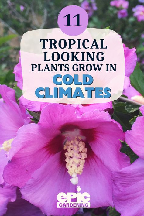 Close up of a bright pink tropical flower Cold Hardy Plants, Cold Hardy Tropical Plants, Cold Weather Plants, Best Perennials For Shade, Cold Climate Gardening, Spring Blooming Flowers, Winter Gardening, Fall Garden Vegetables, Greenhouse Plans