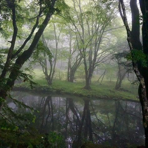 🐞🦆🍃🌻🍒🧺 on Instagram: “misty forests...i wonder what lives there 🕸🧚🏼‍♀️🦋 . . . . . . . . . . . . . . . . . #cottagecore #goblincore #fairycore #aesthetic…” Dark Naturalism, Dark Green Aesthetic, Fairy Aesthetic, Dark Fairy, Forest Fairy, Dark Forest, Nature Aesthetic, Pretty Places, Green Aesthetic