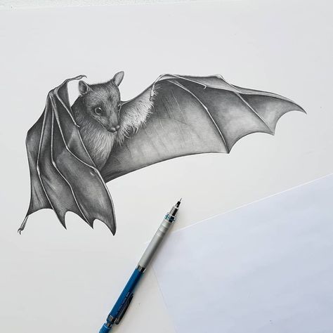 Bat Sketch, Bat Clip Art, Bat Drawing, Bats Tattoo Design, Kunst Tattoos, Bat Art, Bat Tattoo, Fruit Bat, Spooky Tattoos