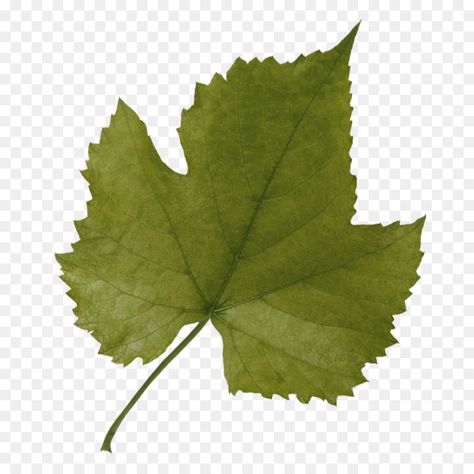 Grapevine Leaf, Plane Tree, Grape Leaves, Grape Vines, Plant Leaves, Grapes, Plants