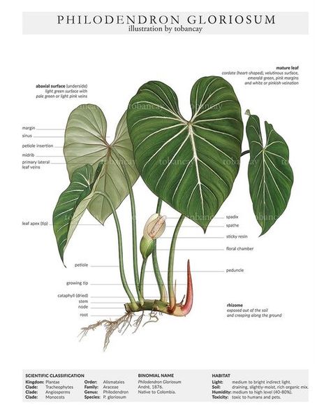 tớ bán cây on Instagram: "Philodendron gloriosum dark form illustration #tobancay #philodendrongloriosum #philondendron #botanicalillustration" Plant Leaf Identification, Colorado Flowers, Leaf Identification, Philodendron Gloriosum, Rainforest Plants, Elephant Ear Plant, Philodendron Plant, Plant Book, House Plants Indoor