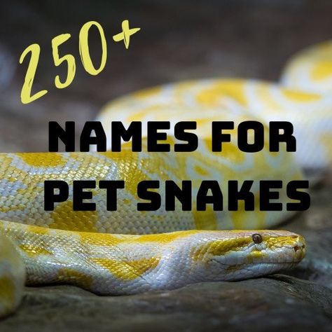 Pet Names Ideas, Pet Snake Names, Obscure Names, Bearded Dragon Names, Snake Names, Snake Pet, Pet Snakes, Badass Names, Silly Names