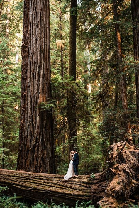 Small Woodland Wedding, Small Forest Wedding Ideas, Redwood Wedding Photos, Ferngully Wedding, Diy Woodsy Wedding Decor, Small Mountain Wedding Ideas, Redwood Engagement Photos, Outdoorsy Wedding Dress, Handfasting Elopement