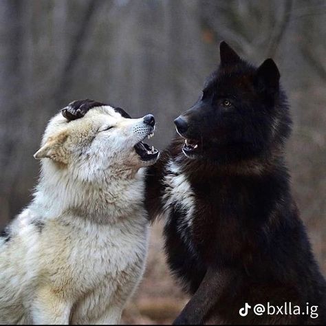 Wolf Poses, Werewolf Aesthetic, Wolf Images, Wolf Stuff, Wolf Photos, Wolf Spirit Animal, Wolf Love, Wolf Pictures, Beautiful Wolves