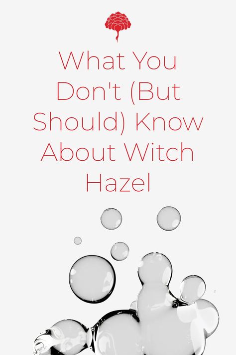 Since forever, witch hazel has been used as an astringent to tighten pores and reduce acne. But in recent times, it got a lot of bad press. Read on to find out if it's good or bad for your skin Witch Hazel Benefits, What Is Witch Hazel, Benefits Of Witch Hazel, Cat Acne, Witch Hazel Uses, Witch Hazel For Skin, Thayers Witch Hazel, Natural Disinfectant, Shave Products