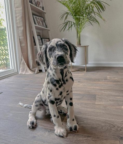 Yumi, Lilly, Bailey, Riley 👼, Atlas on Instagram: “A handsome boi 🥰 . . . . . . #longcoatdalmatian #dalmatian #puppy” Fluffy Dalmatian Puppy, Long Haired Dalmatian Puppy, Long Coat Dalmatian, Grey Puppies, Fluffy Dalmatian, Puppy Dalmation, Long Haired Dalmatian, Dalmatian Poodle, Big Puppies