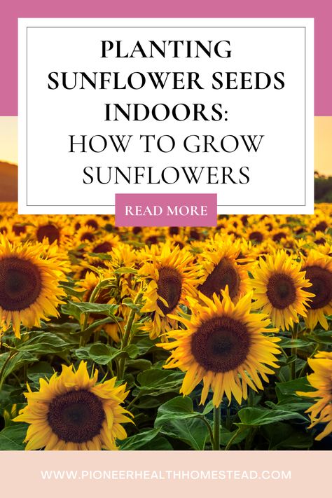 Welcome to the comprehensive guide on planting sunflower seeds indoors. In this detailed guide, we’ll explore the intricacies of growing sunflower seeds indoors, covering everything from choosing the right varieties to protecting your plants from frost. These flowers can brighten up any space, feed the birds, and make snacks for you with their seeds. Growing Sunflowers From Seed, Planting Sunflower Seeds, How To Grow Sunflowers, Sunflower Seedlings, Grow Sunflowers, Mammoth Sunflower, Feed The Birds, Growing Sunflowers, Giant Sunflower