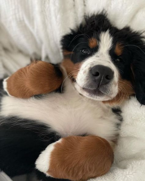 Burmese Mountain Dogs, Bernese Puppy, Bernese Dog, Bernese Mountain Dog Puppy, Morning Cuddles, Very Cute Dogs, Mountain Dog, Silly Animals, Bernese Mountain