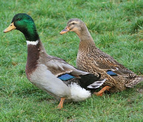 rouen ducks | Rouen ducks actually I believe these are Mallards Rouen Ducks, Male Duck, Duck Pictures, Duck Photo, Baby Ducks, Mallard Duck, Bird Wallpaper, Duck Hunting, Backyard Birds