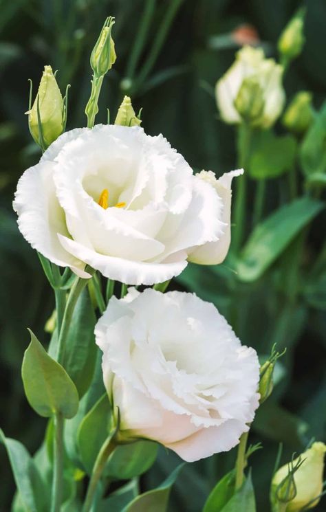 White Lisianthus Flowers in Garden Flowers In Garden, Rose Like Flowers, Lisianthus Flowers, Friendship Flowers, White Flower Arrangements, Flower Identification, White Flower Girl Dresses, Annual Flowers, Beautiful Flowers Garden