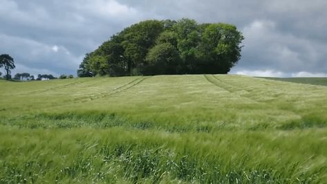 via GIFER Windy Grass Field, Landscape Gif, Nature Movies, Loop Gif, Grass Wallpaper, Famous Photographers, Nature Collection, Movie Gifs, Summer Projects