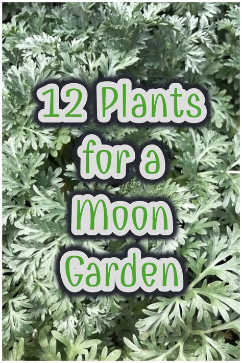 Create a glowing moon garden using these 12 plants! Moon gardens use white flowers and silver plants that can be reflected at night. #moongarden #plants #gardening White Flowers Garden, Witchy Garden, Night Blooming Flowers, Goth Garden, Gothic Garden, Witch Garden, White Plants, Moon Garden, Night Garden