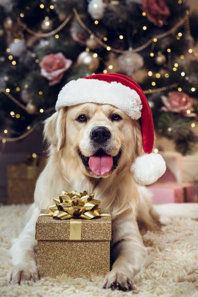 Christmas Dog Photography, Christmas Pet Photos, Dog Christmas Photos, Dog Christmas Pictures, Animal Photoshoot, Dog Xmas, Dog Jokes, Dog Photoshoot, Image Film