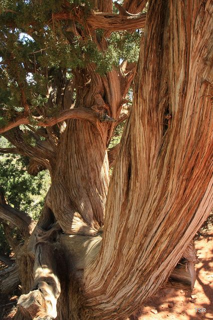 Old growth Cedar tree | The scent of cedar brings back memories of my grandmother & her home Birthday Tree, Alcohol Free Fragrance, Cedar Oil, Cedar Tree, Hot House, Giant Tree, Cedar Trees, Old Tree, Old Trees