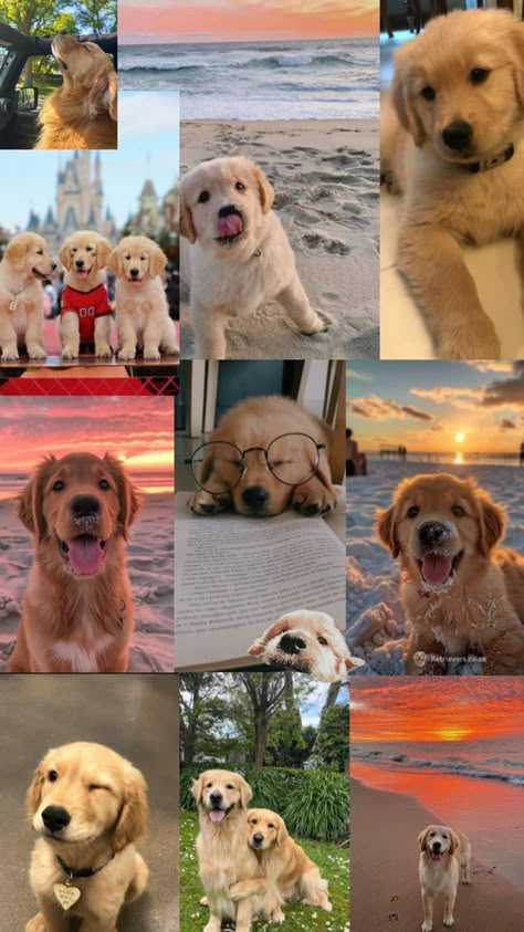 Golden Retriever Wallpaper, Chien Golden Retriever, Cute Puppy Wallpaper, Cute Dogs Images, Very Cute Puppies, Puppy Wallpaper, Super Cute Puppies, Cute Animals Puppies, Cute Dog Pictures