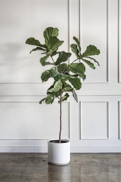 Big Potted Plants, Pastel Living Room, Living Room Plants, Ficus Lyrata, Indoor Trees, Fiddle Leaf Fig Tree, Simple Living Room, Interior Plants, Fiddle Leaf