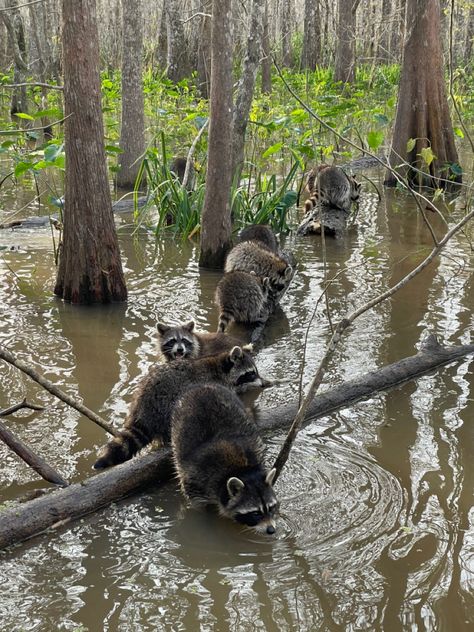 📍Honey Swamp, NOLA Nature, Swamp Goblin, Swamp Core, Summer Manifestations, Swamp Aesthetic, Swamp Animals, Honey Swamp, Swamp Queen, Swamp Witch