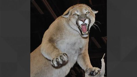 https://www.pch.com/quizzes/featured/quiz-can-you-name-these-animals-starting-with-c Pumas Animal, Cat Seat, Puma Cat, Mountain Lion, Majestic Animals, Cheetahs, Domestic Cat, Large Cats, Leopards