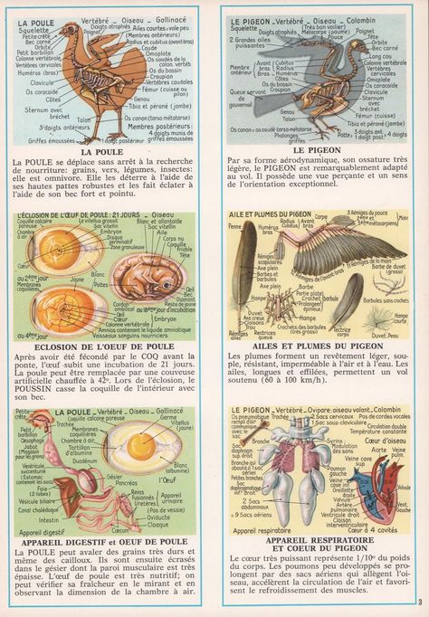 Leçons de choses: Documentation scolaire 116 : Anatomie animale (1972) Anatomy Book, Med Vet, Vet Medicine, Animal Anatomy, Animal Science, Beef Cuts, Farm Animals, Montessori, Anatomy