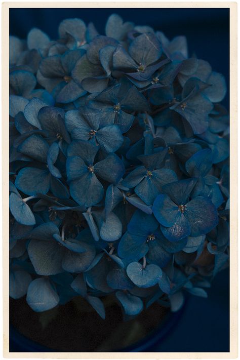 Hydrangea Quiet Blues Prussian Blue Aesthetic, Blue Dark Academia, Blue Academia Aesthetic, Dark Academia Blue, Blue Academia, Winter Court, Shades Of Dark Blue, Speak Easy, Color Symbolism