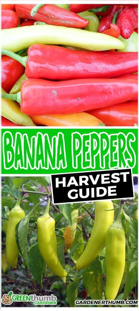 Banana Peppers can be tricky. Sometimes you never know when to harvest banana peppers. We give you the best harvesting tips to ensure you pick the peppers at the right time. Picking Banana Peppers, When To Harvest Peppers, Growing Banana Peppers, Harvesting Vegetables, Recipes With Banana Peppers, Hot Banana Peppers, Vegetables Growing, Fruit Container, Modern Homestead