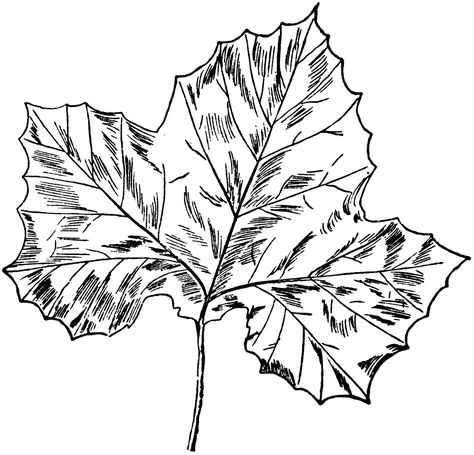 Sycamore Leaf | ClipArt ETC Girls Bookshelf, Sycamore Leaf, Sycamore Tree, Upper Arm Tattoos, Leaf Clipart, Leaf Drawing, Preschool Themes, Tree Tattoo, Art Studies