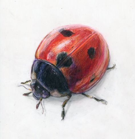 Watercolor ladybugs | Alexis Demetriades Science Illustration: Ladybug on Duralene Bugs Drawing, Prismacolor Art, Ladybug Art, Science Illustration, A Ladybug, Bug Art, Watercolour Inspiration, Insect Art, Bee Art