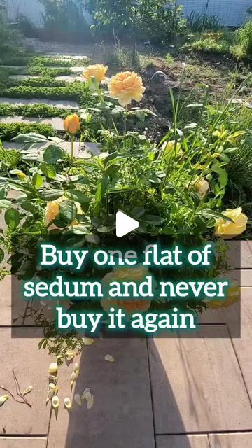 Home Grown Fun on Instagram: "Buy one flat of sedum and never buy it again! 
.
.
.
#landscape #landscapedesign #garden" Sedum Garden, Home Grown, Enchanted Garden, Garden Stuff, Landscaping With Rocks, Flowers Garden, Garden Yard, Outdoor Rooms, Lawn And Garden