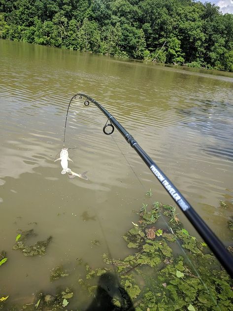 Bent rod catches good catfish. 👏👊🐟 https://plusinno.com/ . . . #fishing #catfish #catfishing #fishingrod #fishingpole #fishinglife #fishingislife #fishingtrip #fishingtime #fishingfun #fishinglovers #fishingaddict #fishingclub #fisherman #angling #angler #outdoors Fishing Catfish, Good Fish, Catfish Fishing, Fishing Store, Fishing Rods And Reels, Fishing Life, Fishing Rods, Fishing Pole, Summer Bucket Lists