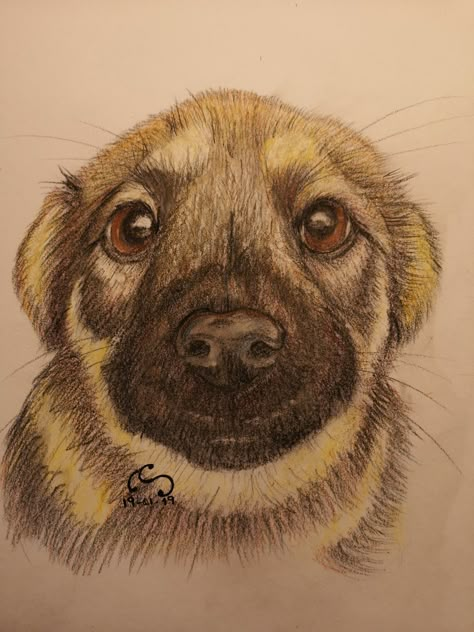 Color Drawing Art, Cool Art Projects, Art Tools Drawing, Easy Drawings Sketches, Animal Sketches, Dog Drawing, Things To Draw, Realistic Drawings, Book Art Drawings