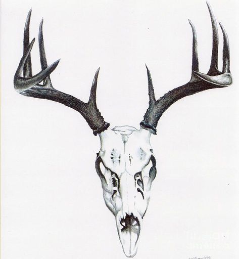 Deer Skull Drawing, Deer Hunting Tattoos, Deer Skull Tattoo, Deer Skull Tattoos, Deer Tattoo Designs, Bull Skull Tattoos, Hunting Tattoos, Skull Sketch, Wild Tattoo