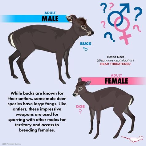 Deer Anatomy, Horse Species, Deer Tail, Male Deer, Deer Species, Drawing Guides, Animal References, Unusual Animals, Animal Facts